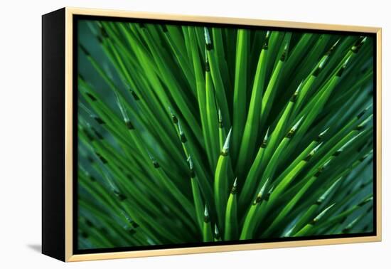 Close up of a Joshua Tree yucca plant found in the desert of Death Valley National Park.-Mallorie Ostrowitz-Framed Premier Image Canvas