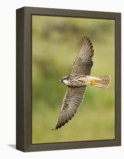 Close-up of a Lanner Falcon Flying, Lake Manyara, Arusha Region, Tanzania-null-Framed Premier Image Canvas