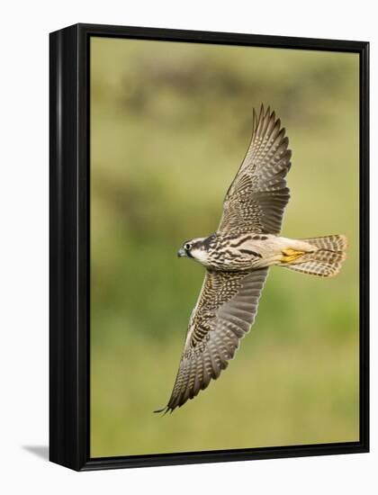 Close-up of a Lanner Falcon Flying, Lake Manyara, Arusha Region, Tanzania-null-Framed Premier Image Canvas