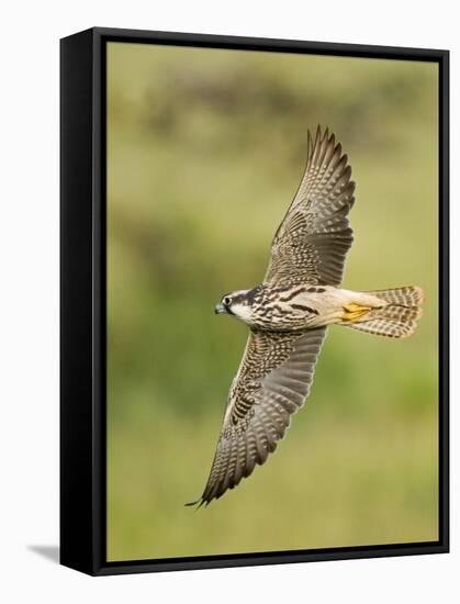 Close-up of a Lanner Falcon Flying, Lake Manyara, Arusha Region, Tanzania-null-Framed Premier Image Canvas