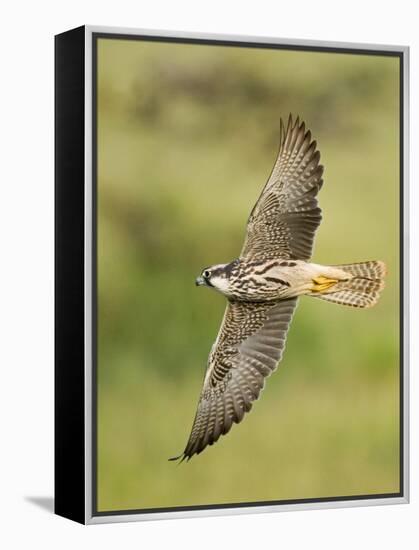 Close-up of a Lanner Falcon Flying, Lake Manyara, Arusha Region, Tanzania-null-Framed Premier Image Canvas