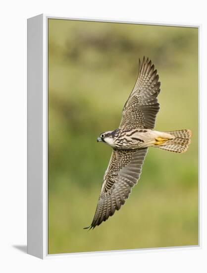 Close-up of a Lanner Falcon Flying, Lake Manyara, Arusha Region, Tanzania-null-Framed Premier Image Canvas