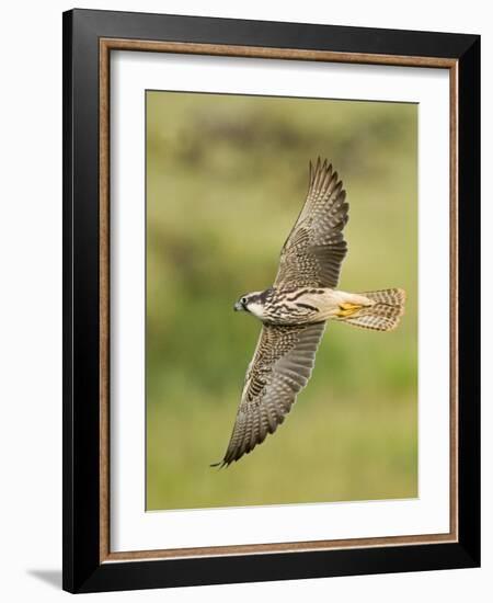 Close-up of a Lanner Falcon Flying, Lake Manyara, Arusha Region, Tanzania-null-Framed Photographic Print