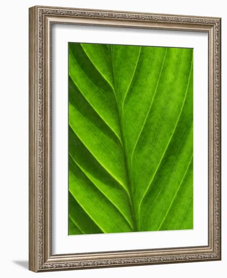 Close-Up of a Leaf-Lee Frost-Framed Photographic Print