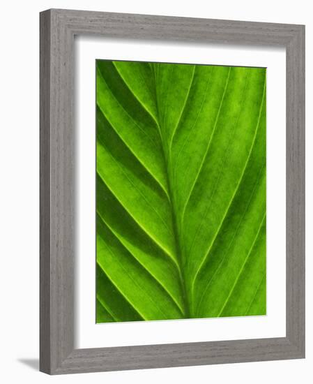 Close-Up of a Leaf-Lee Frost-Framed Photographic Print
