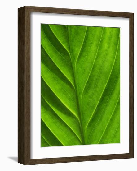 Close-Up of a Leaf-Lee Frost-Framed Photographic Print