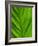 Close-Up of a Leaf-Lee Frost-Framed Photographic Print