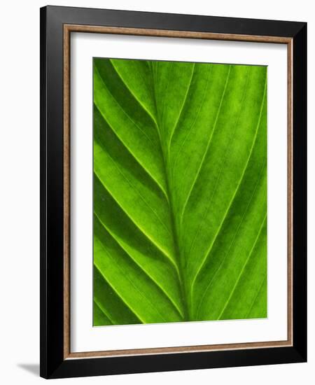 Close-Up of a Leaf-Lee Frost-Framed Photographic Print