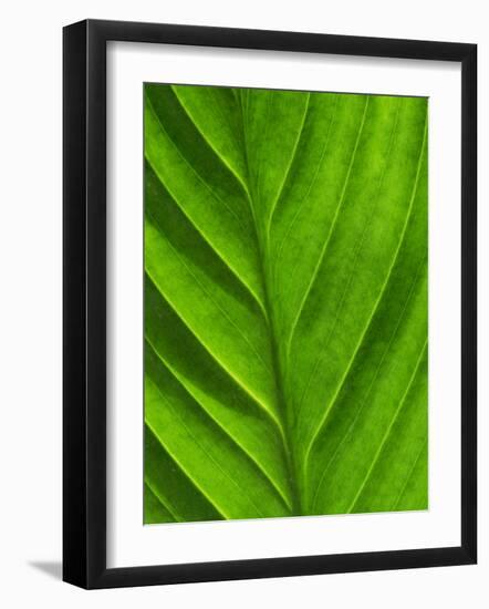 Close-Up of a Leaf-Lee Frost-Framed Photographic Print