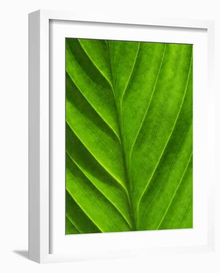 Close-Up of a Leaf-Lee Frost-Framed Photographic Print