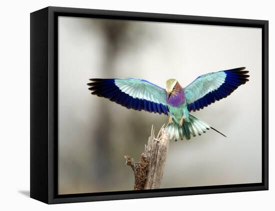 Close-Up of a Lilac-Breasted Roller, Tarangire National Park, Tanzania-null-Framed Premier Image Canvas