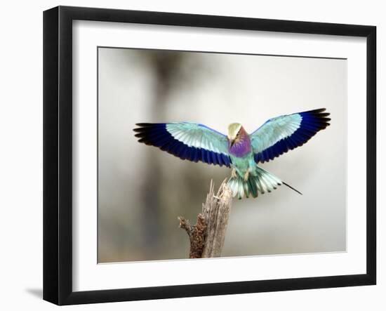 Close-Up of a Lilac-Breasted Roller, Tarangire National Park, Tanzania-null-Framed Photographic Print