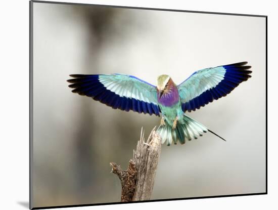 Close-Up of a Lilac-Breasted Roller, Tarangire National Park, Tanzania-null-Mounted Photographic Print