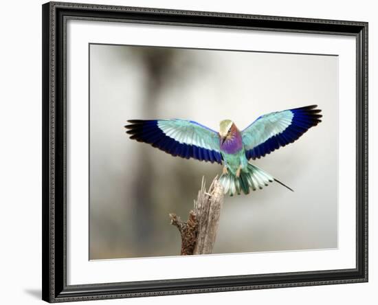 Close-Up of a Lilac-Breasted Roller, Tarangire National Park, Tanzania-null-Framed Photographic Print