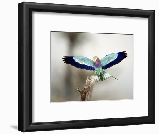 Close-Up of a Lilac-Breasted Roller, Tarangire National Park, Tanzania-null-Framed Photographic Print