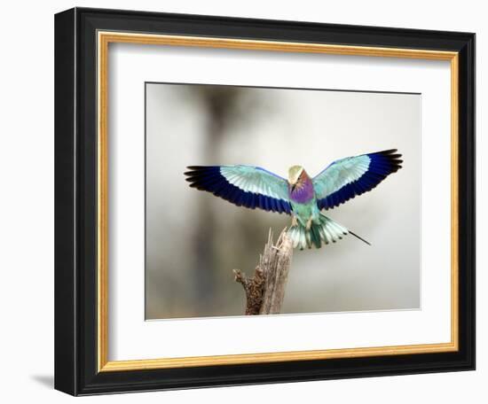 Close-Up of a Lilac-Breasted Roller, Tarangire National Park, Tanzania-null-Framed Photographic Print