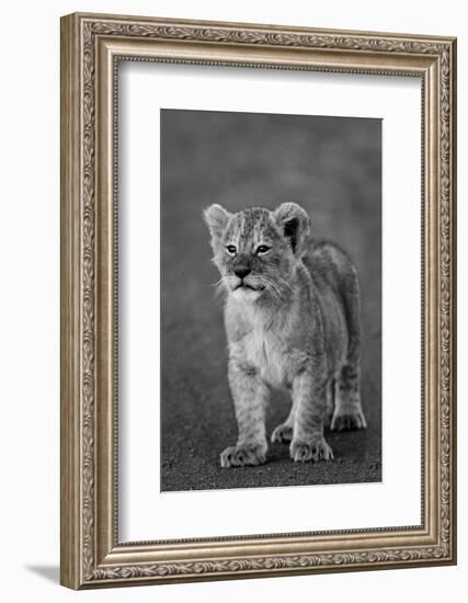 Close-up of a lion cub standing, Ngorongoro Crater, Ngorongoro Conservation Area, Tanzania (Pant...-null-Framed Photographic Print