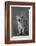 Close-up of a lion cub standing, Ngorongoro Crater, Ngorongoro Conservation Area, Tanzania (Pant...-null-Framed Photographic Print