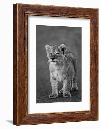 Close-up of a lion cub standing, Ngorongoro Crater, Ngorongoro Conservation Area, Tanzania (Pant...-null-Framed Photographic Print