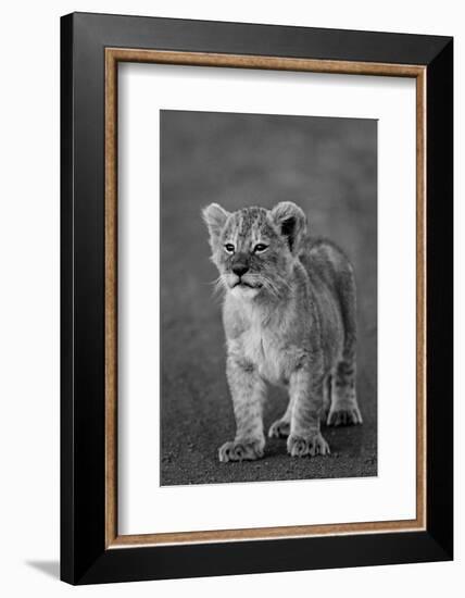 Close-up of a lion cub standing, Ngorongoro Crater, Ngorongoro Conservation Area, Tanzania (Pant...-null-Framed Photographic Print