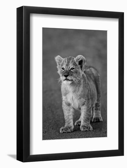 Close-up of a lion cub standing, Ngorongoro Crater, Ngorongoro Conservation Area, Tanzania (Pant...-null-Framed Photographic Print