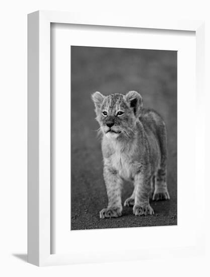 Close-up of a lion cub standing, Ngorongoro Crater, Ngorongoro Conservation Area, Tanzania (Pant...-null-Framed Photographic Print