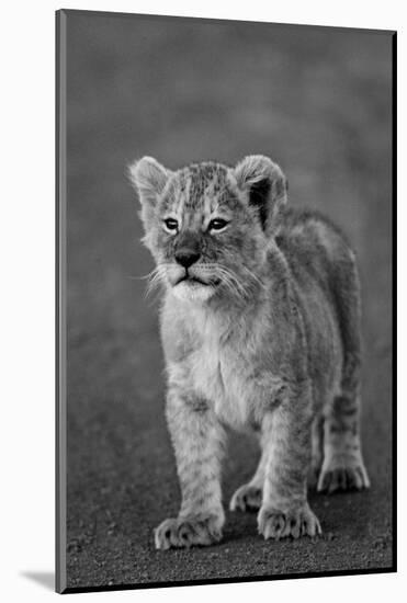 Close-up of a lion cub standing, Ngorongoro Crater, Ngorongoro Conservation Area, Tanzania (Pant...-null-Mounted Photographic Print