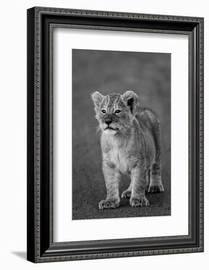 Close-up of a lion cub standing, Ngorongoro Crater, Ngorongoro Conservation Area, Tanzania (Pant...-null-Framed Photographic Print