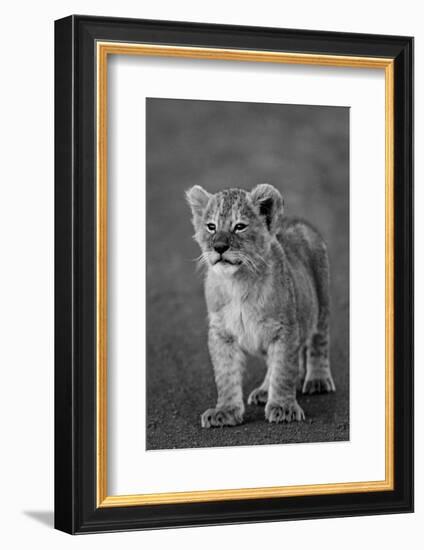 Close-up of a lion cub standing, Ngorongoro Crater, Ngorongoro Conservation Area, Tanzania (Pant...-null-Framed Photographic Print