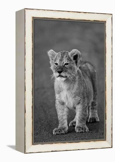 Close-up of a lion cub standing, Ngorongoro Crater, Ngorongoro Conservation Area, Tanzania (Pant...-null-Framed Premier Image Canvas