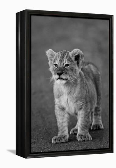 Close-up of a lion cub standing, Ngorongoro Crater, Ngorongoro Conservation Area, Tanzania (Pant...-null-Framed Premier Image Canvas