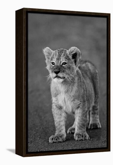 Close-up of a lion cub standing, Ngorongoro Crater, Ngorongoro Conservation Area, Tanzania (Pant...-null-Framed Premier Image Canvas