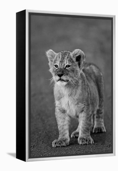 Close-up of a lion cub standing, Ngorongoro Crater, Ngorongoro Conservation Area, Tanzania (Pant...-null-Framed Premier Image Canvas