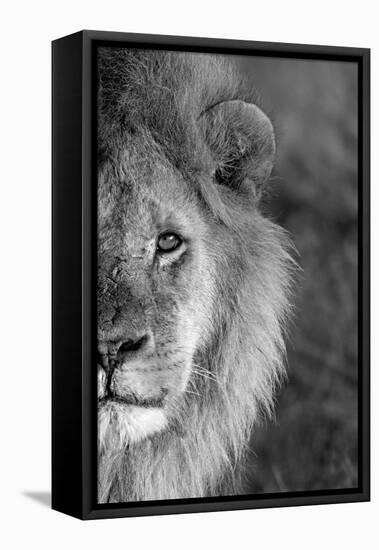 Close-up of a lion, Ngorongoro Conservation Area, Arusha Region, Tanzania (Panthera leo)-null-Framed Premier Image Canvas