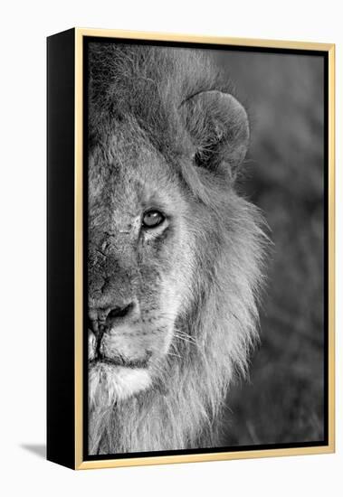 Close-up of a lion, Ngorongoro Conservation Area, Arusha Region, Tanzania (Panthera leo)-null-Framed Premier Image Canvas