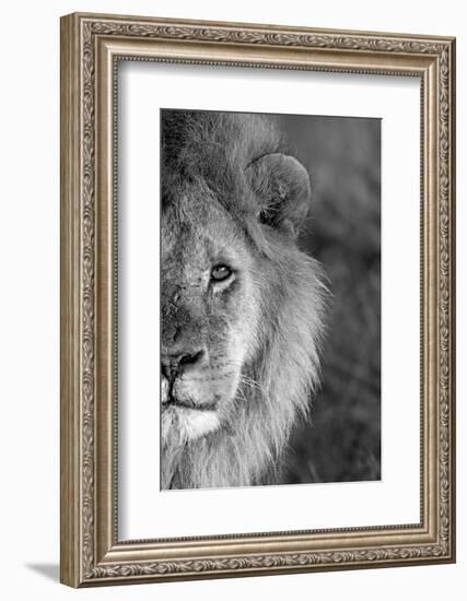 Close-up of a lion, Ngorongoro Conservation Area, Arusha Region, Tanzania (Panthera leo)-null-Framed Photographic Print