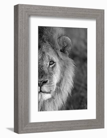 Close-up of a lion, Ngorongoro Conservation Area, Arusha Region, Tanzania (Panthera leo)-null-Framed Photographic Print