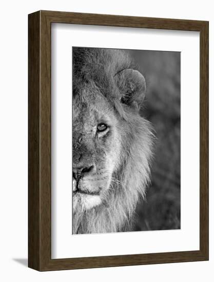 Close-up of a lion, Ngorongoro Conservation Area, Arusha Region, Tanzania (Panthera leo)-null-Framed Photographic Print