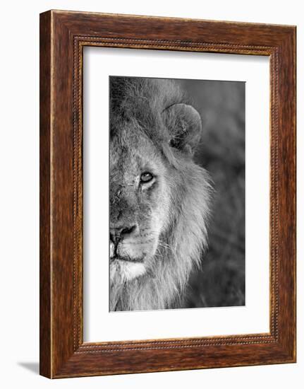 Close-up of a lion, Ngorongoro Conservation Area, Arusha Region, Tanzania (Panthera leo)-null-Framed Photographic Print