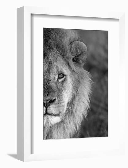 Close-up of a lion, Ngorongoro Conservation Area, Arusha Region, Tanzania (Panthera leo)-null-Framed Photographic Print