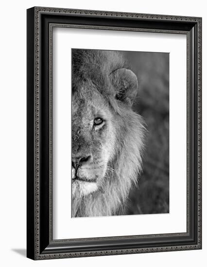 Close-up of a lion, Ngorongoro Conservation Area, Arusha Region, Tanzania (Panthera leo)-null-Framed Photographic Print