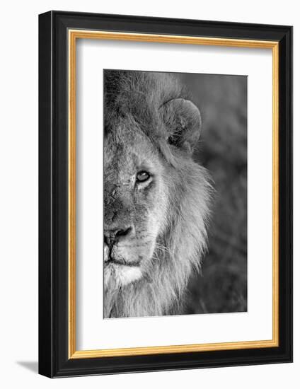 Close-up of a lion, Ngorongoro Conservation Area, Arusha Region, Tanzania (Panthera leo)-null-Framed Photographic Print