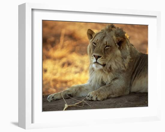 Close-up of a Lion (Panthera Leo), Mashatu Game Reserve, Botswana, Africa-Sergio Pitamitz-Framed Photographic Print