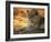 Close-up of a Lion (Panthera Leo), Mashatu Game Reserve, Botswana, Africa-Sergio Pitamitz-Framed Photographic Print