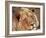 Close-up of a Lion (Panthera Leo), Mashatu Game Reserve, Botswana, Africa-Sergio Pitamitz-Framed Photographic Print