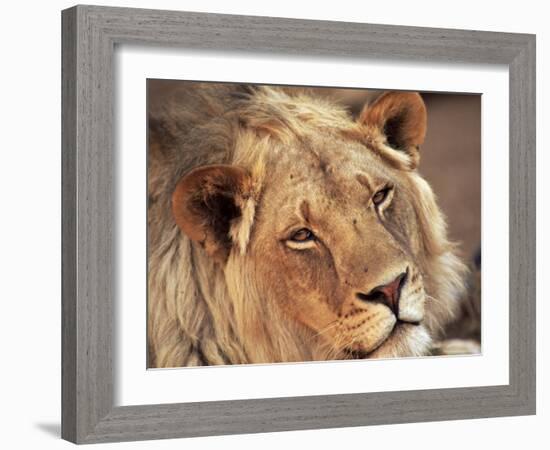 Close-up of a Lion (Panthera Leo), Mashatu Game Reserve, Botswana, Africa-Sergio Pitamitz-Framed Photographic Print