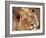 Close-up of a Lion (Panthera Leo), Mashatu Game Reserve, Botswana, Africa-Sergio Pitamitz-Framed Photographic Print