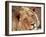 Close-up of a Lion (Panthera Leo), Mashatu Game Reserve, Botswana, Africa-Sergio Pitamitz-Framed Photographic Print