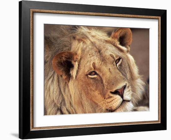 Close-up of a Lion (Panthera Leo), Mashatu Game Reserve, Botswana, Africa-Sergio Pitamitz-Framed Photographic Print