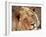 Close-up of a Lion (Panthera Leo), Mashatu Game Reserve, Botswana, Africa-Sergio Pitamitz-Framed Photographic Print